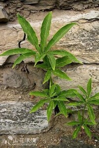 掌葉半夏[天南星目天南星科植物]