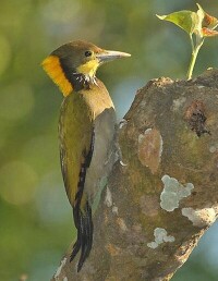 大黃冠啄木鳥