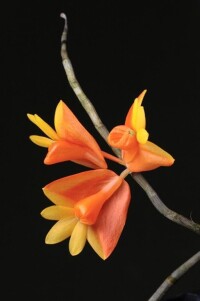 新幾內亞發現新品蘭花