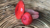 毒紅菇與真紅菇辨別3