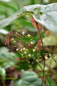 三枝九葉草