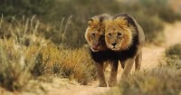 卡拉哈里沙漠的獅子