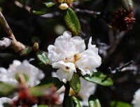 鱗花杜鵑（變種）