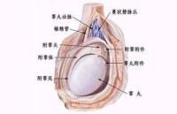 男性生殖器官解剖示意圖