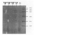 四種鐮刀菌產生嘔吐毒素電泳圖