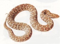 土虺蛇