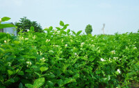 茉莉花茶茶園