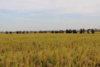 懷遠縣水稻機插秧高產高效種植示範片