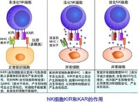 自然殺傷細胞（NK細胞）