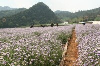 紅河燈盞花