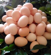 蘆花雞雞蛋
