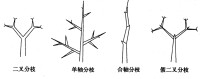 分支類型