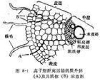 質外體