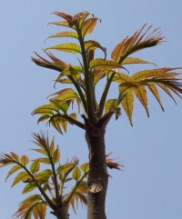 香椿樹