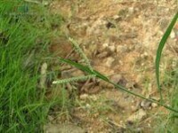 雀稗屬植物：雀稗植物形態