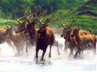 大豐麋鹿國家級自然保護區
