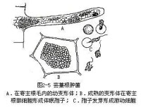 粘菌門