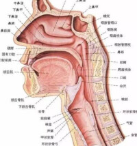 唾液腺