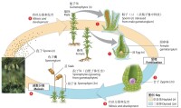 苔蘚的生活史和有性生殖