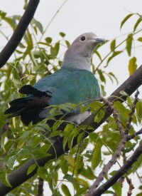 綠皇鳩圖冊