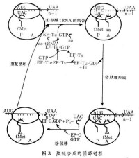 肽鏈合成的循環過程