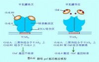 酵母Gal基因激活模型