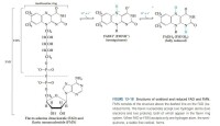 FMN-FAD結構圖