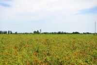 寧夏枸杞