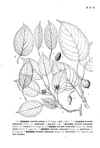 來源：中國植物志原版墨線圖