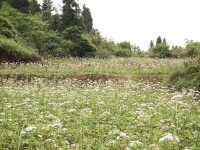 纈草種植基地