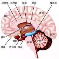 杏仁體