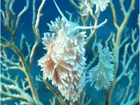 珊瑚綱