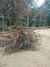 白洋村[福建省莆田市仙游縣社硎鄉下轄村]