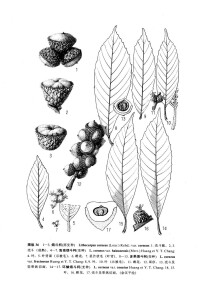 多果煙斗柯