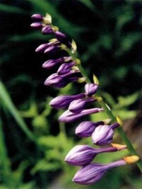 紫萼
