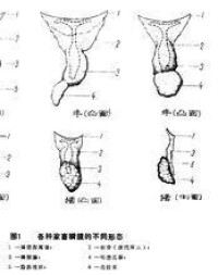 家畜哈德氏腺