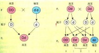 分離現象