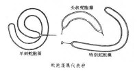 蛇胞藻屬