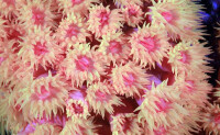 珊瑚蟲