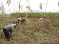 建和村[安徽省合肥市巢湖市柘皋鎮下轄村]