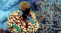 軟珊瑚目