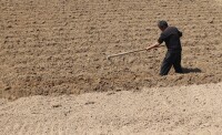 章丘大蔥種植開挖蔥溝