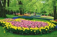 （圖）春季的鬱金香公園