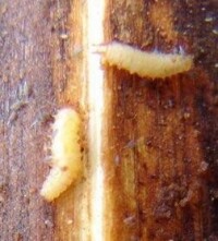 椰心葉甲幼蟲