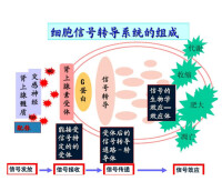 細胞信號轉導