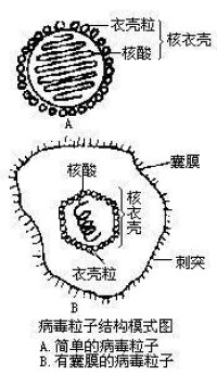 病毒粒子