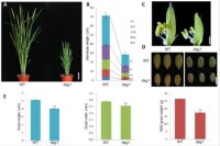 水稻矮桿小粒突變體的表型分析