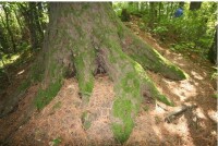 百年大樹的 樹根