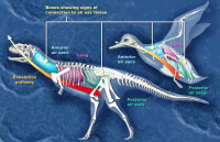 瑪君龍與現代鳥類的呼吸系統比較圖