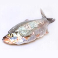 白魚[硬骨魚綱動物]